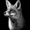 Black And white Fox Animal paint by numbers