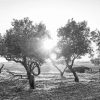 Black And White Olive Trees pai