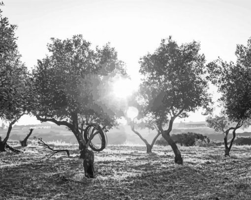 Black And White Olive Trees pai