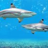 Blacktip Sharks paint by numbers