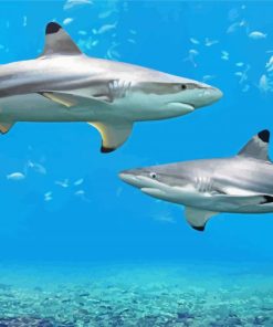 Blacktip Sharks paint by numbers