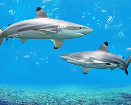 Blacktip Sharks paint by numbers