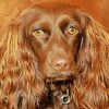 Brown Boykin Spaniel Dog paint by numbers