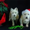 Christmas West highland Puppies paint by number