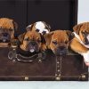 Cute Australian Bulldog Puppies paint by numbers