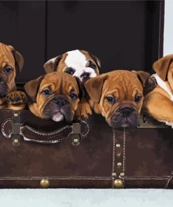 Cute Australian Bulldog Puppies paint by numbers