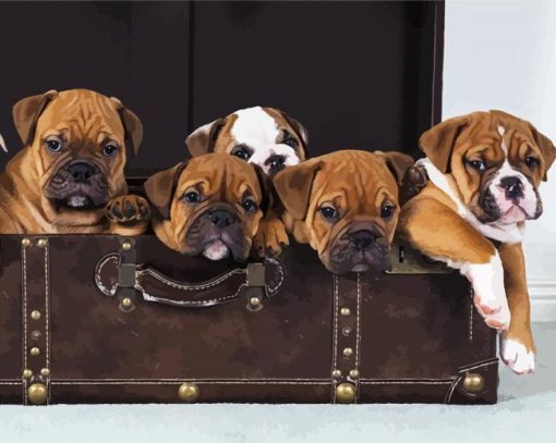 Cute Australian Bulldog Puppies paint by numbers