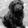 Cute Black Cavoodle paint by numbers