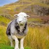 Cute Herdwick Sheep paint by numbers