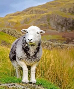 Cute Herdwick Sheep paint by numbers