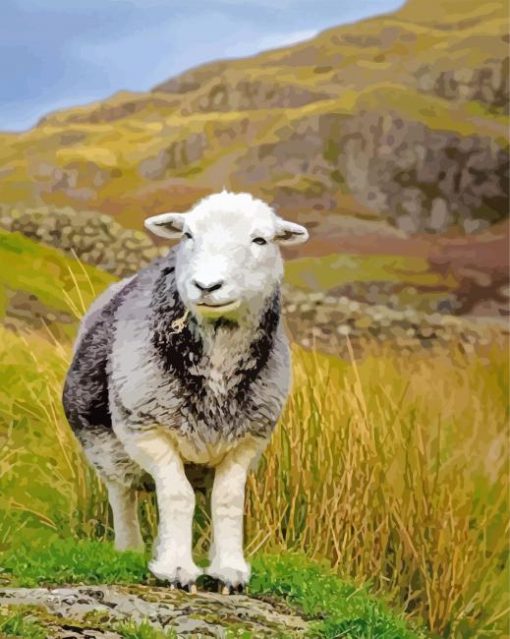 Cute Herdwick Sheep paint by numbers