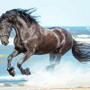 Friesian Horse On Beach paint by numbers