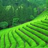 Green Tea Field paint by numbers