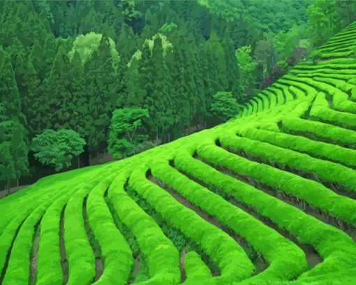 Green Tea Field paint by numbers