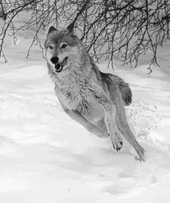 Grey Wolf In Winter paint by numbers