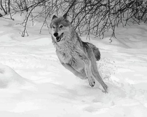 Grey Wolf In Winter paint by numbers