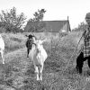 Lady Farmer And Goats Sheep paint by number