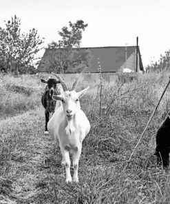 Lady Farmer And Goats Sheep paint by number