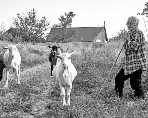 Lady Farmer And Goats Sheep paint by number