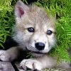 Little Wolf Pups paint by numbers