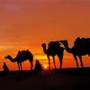 Moroccan Camel Tour Silhouette paint by number