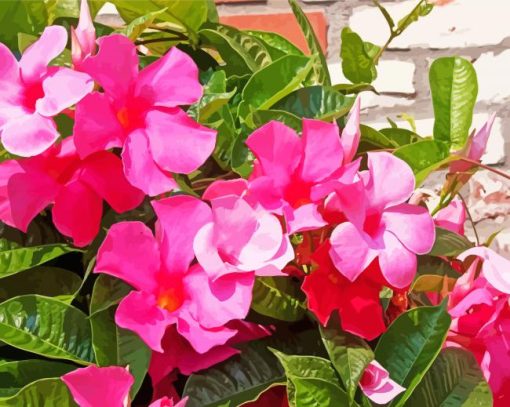 Pink Mandevilla Flowers paint by numbers