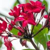 Pink Flowers Flowering Tree paint by numbers