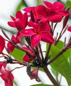 Pink Flowers Flowering Tree paint by numbers