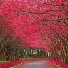 Pinky Trees And Road paint by number