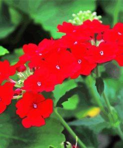 Red Verbena Flowering Plant paint by numbers