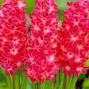 Red Hyacinth French Flowers paint by numbers