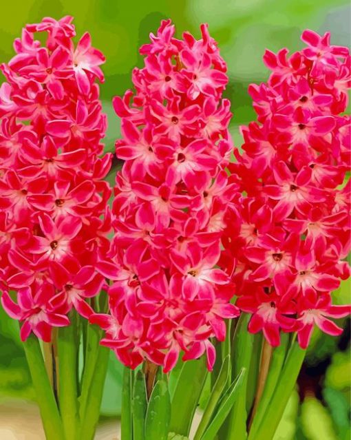 Red Hyacinth French Flowers paint by numbers