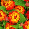 Red Orange Lantanas Flowers paint by numbers