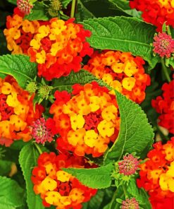 Red Orange Lantanas Flowers paint by numbers