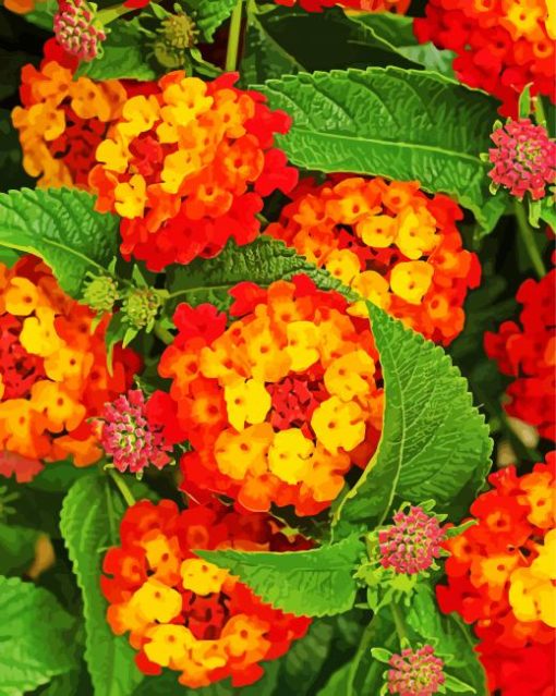 Red Orange Lantanas Flowers paint by numbers