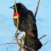 Red Winged Blackbird On Stick paint by number