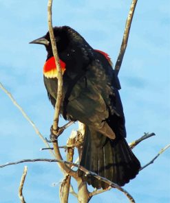 Red Winged Blackbird On Stick paint by number