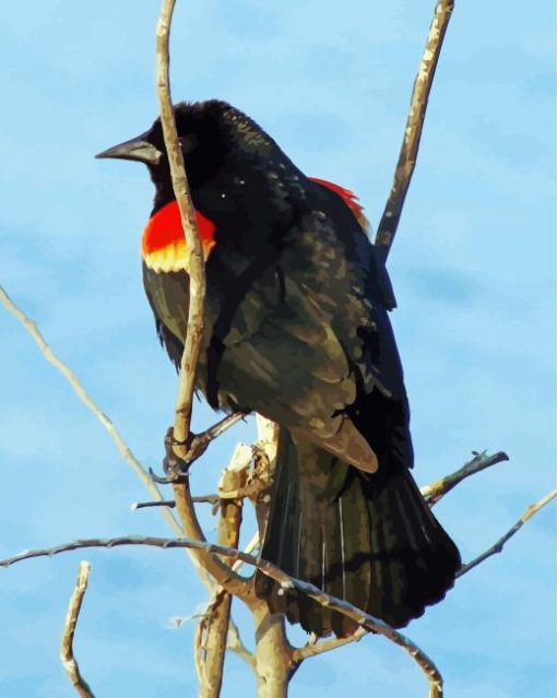 Red Winged Blackbird On Stick paint by number