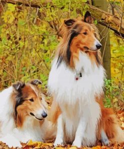 Rough Collies paint by number