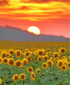 Sunflowers Flowers At Sunset paint by numbers