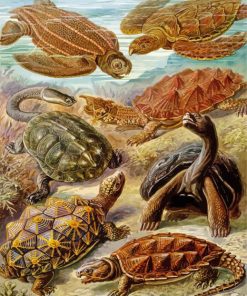 Turtles Animals Ernst Haeckel paint by numbers