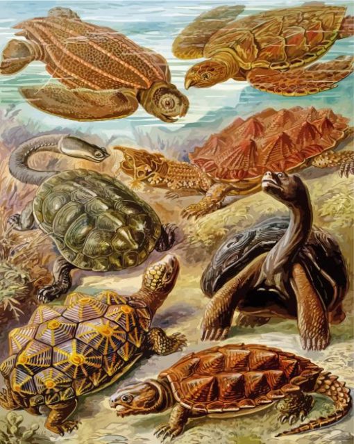 Turtles Animals Ernst Haeckel paint by numbers