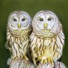 Owl Couple Love paint by numbers