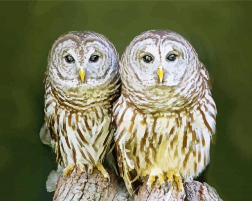 Owl Couple Love paint by numbers