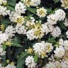 White Lantanas Flowers paint by numbers