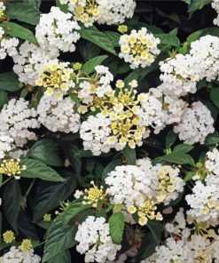 White Lantanas Flowers paint by numbers