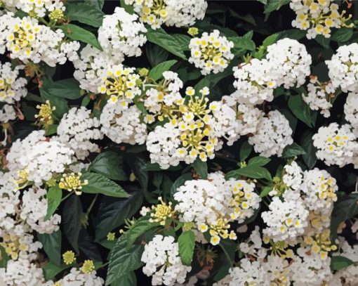 White Lantanas Flowers paint by numbers