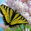 White Lantanas Flowers With Yellow Butterfly paint by numbers