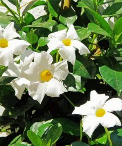 White Mandevilla Flowers paint by numbers