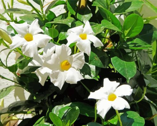 White Mandevilla Flowers paint by numbers